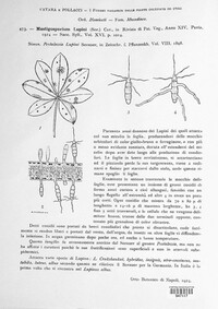 Mastigosporium lupini image